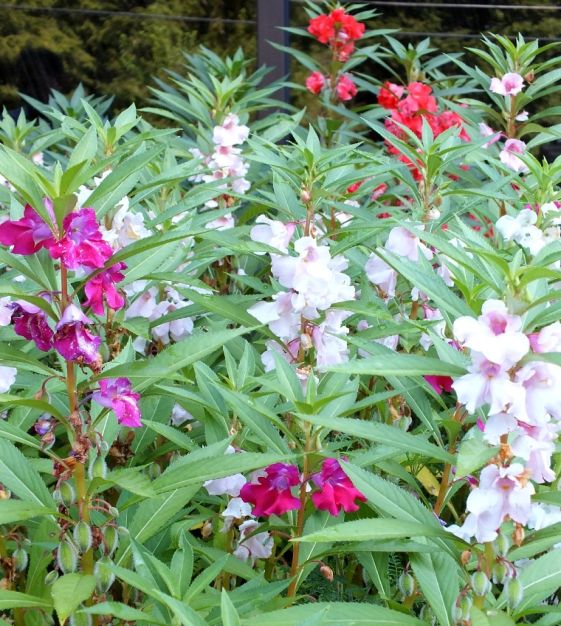 Camelia Flowered Mixed